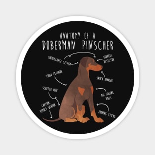 Doberman Anatomy Magnet